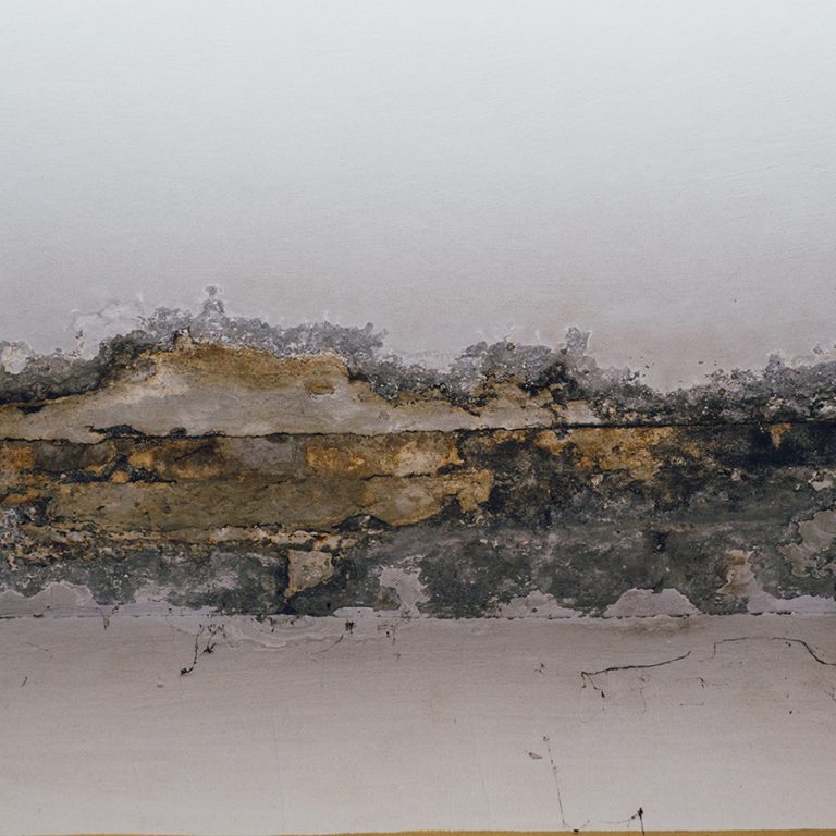 Oakville Basement Mold Problems