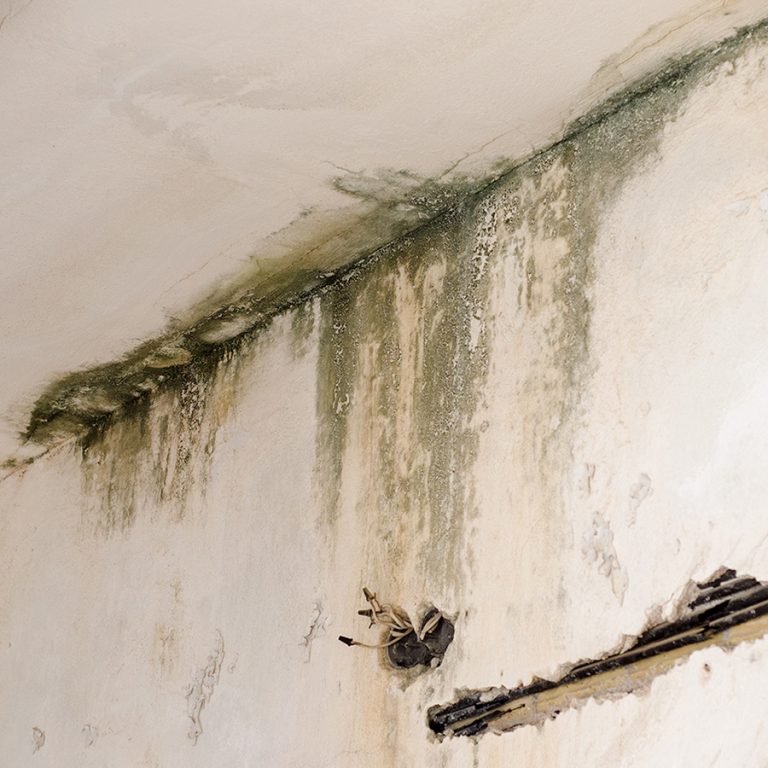 Mouldy Wet Basement Etobicoke