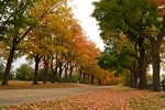 Fall Colours in Orangeville, Ontario, Canada
