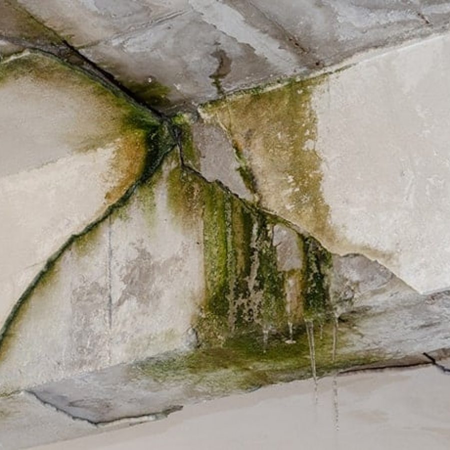 restoration dangers mold in house