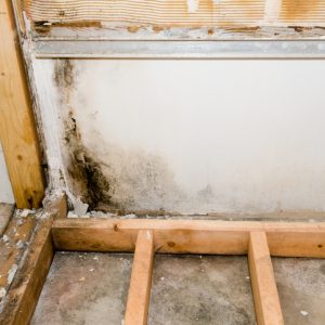 Basement Mold: Causes, Effects, and Solutions