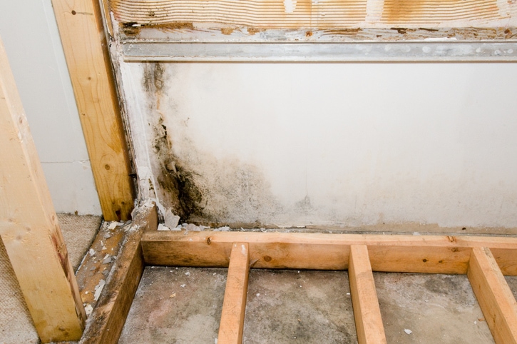 basement mould