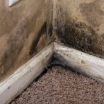 Mold's Impact on Various Materials