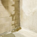 Mold or Dampness: Early Detection is Crucial
