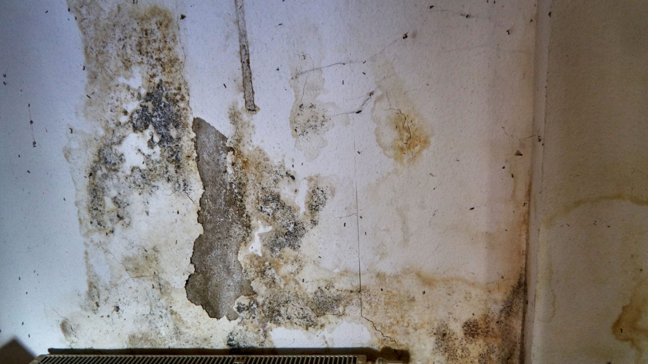 Mold on the wall over a radiator
