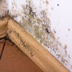 Mold or Mildew Growth