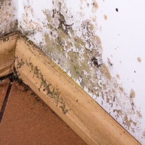 Mold and Mildew in Basement? Prevention and Remediation