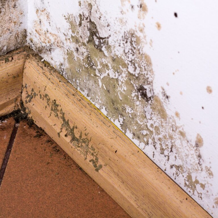 Prevention and Remediation Mold and Mildew in Basement?