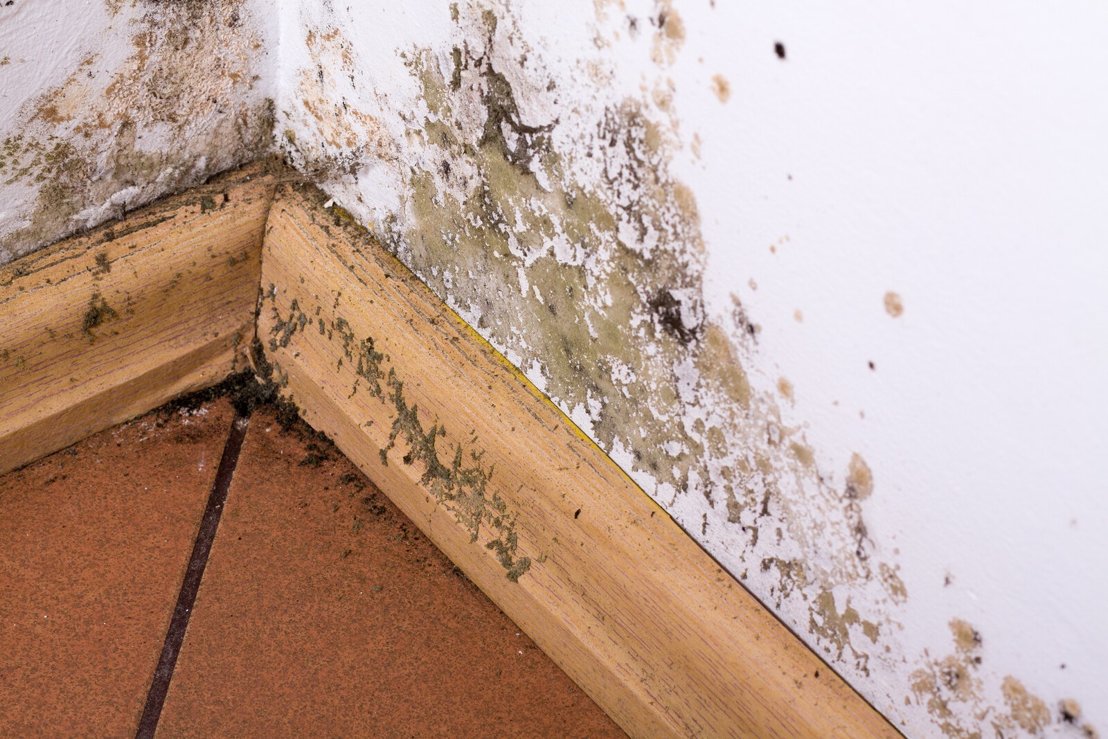Mold and Mildew in Basement? Prevention and Remediation